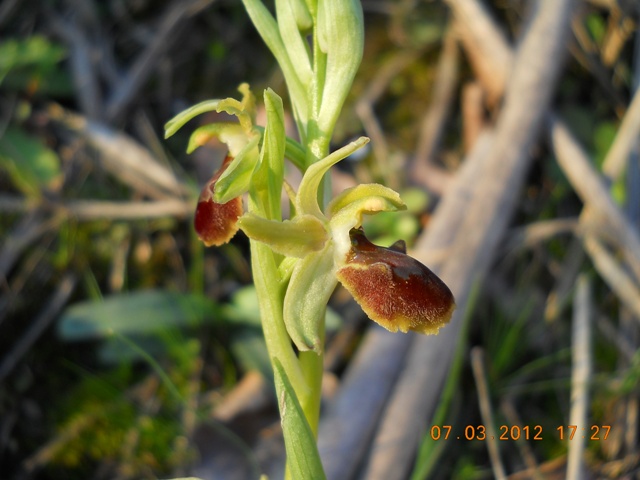 Ophrys sphegodes